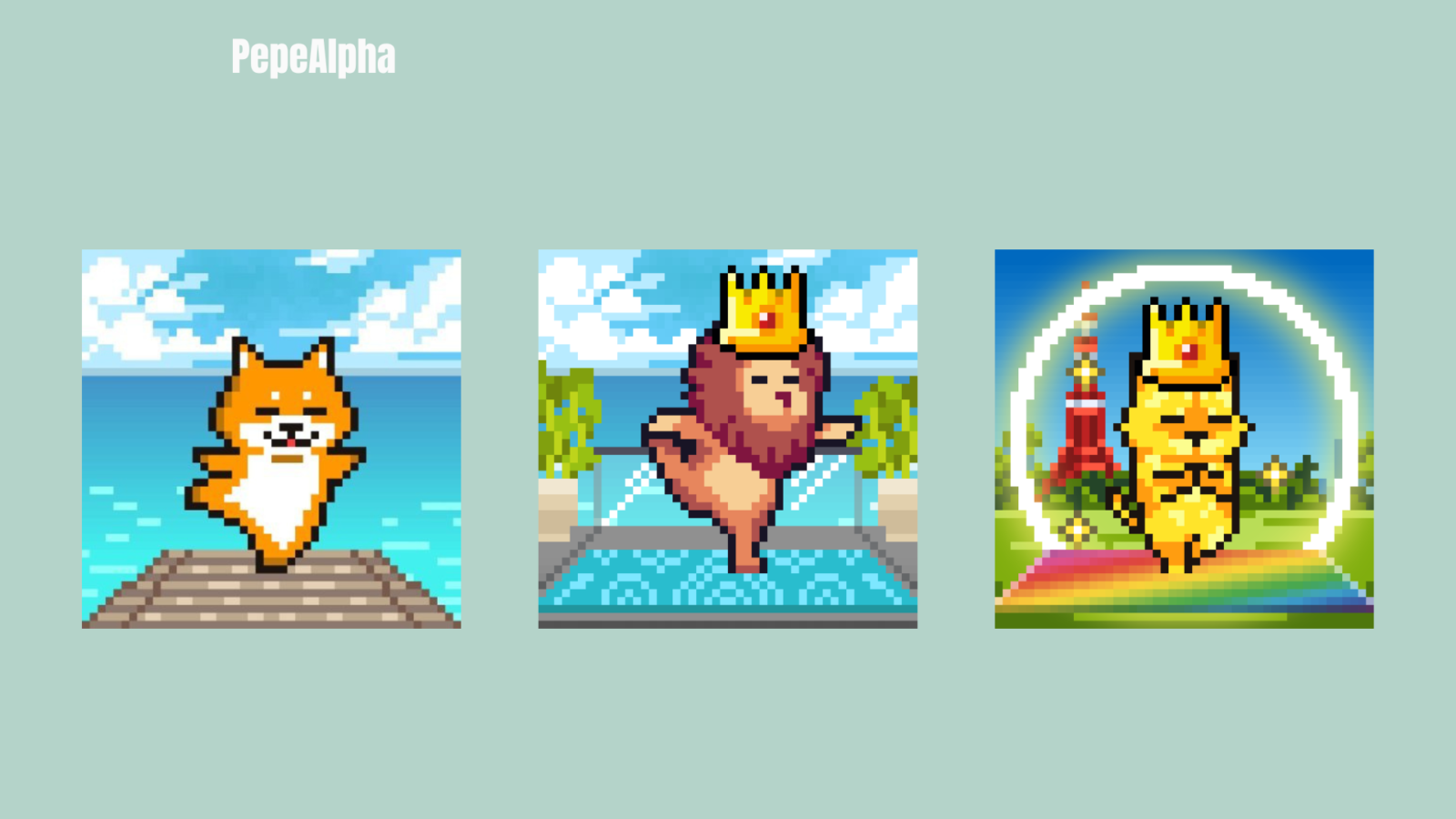 Yogapetz: everything you need to know