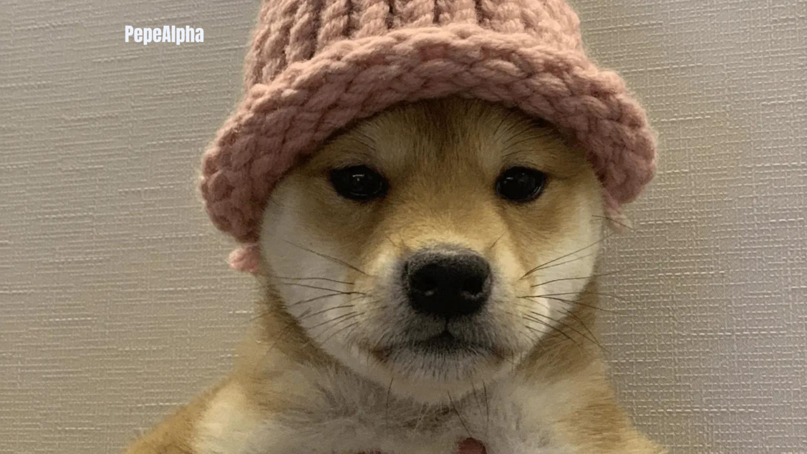 Dogwifhat (WIF): It's all about simplicity and fun