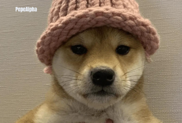 Dogwifhat (WIF): It's all about simplicity and fun