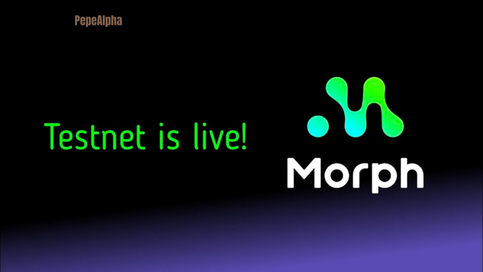 Morph Airdrop: Do it now or you will regret it